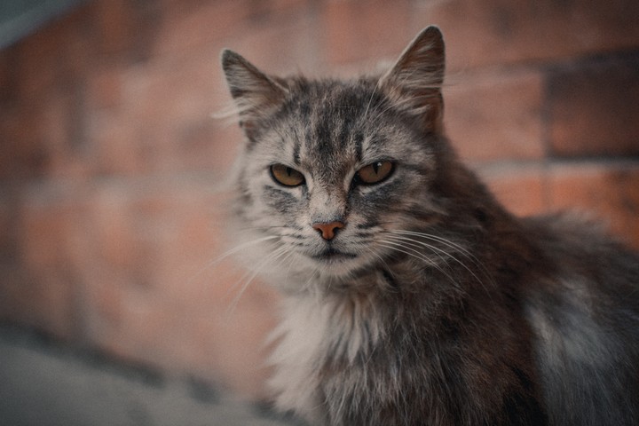 cat