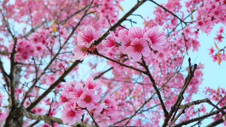 Sakura lover