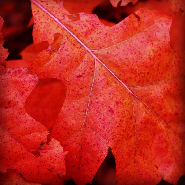 autumn