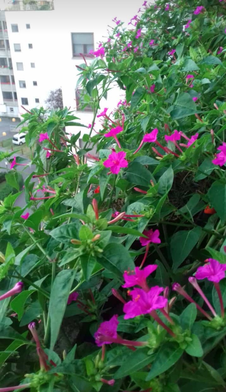 flowers