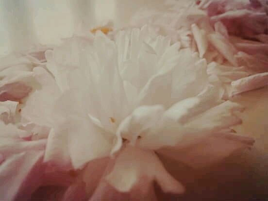 blossom
