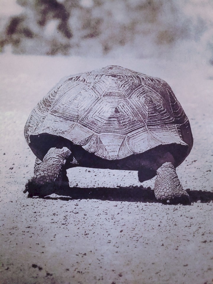 Tortoise