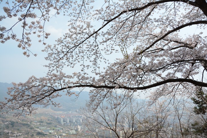 진해이미지