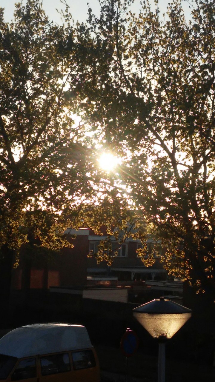 Sun by trees