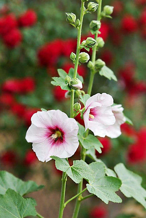 wildflower, plants壁紙