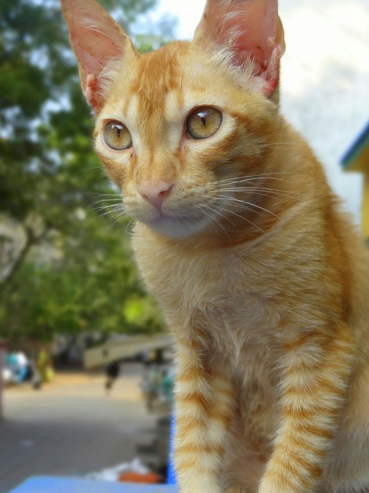 Cat with yellow eyes