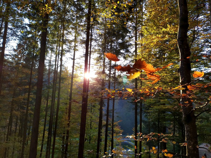 FALL, HERBST IM SCHWARZWALD