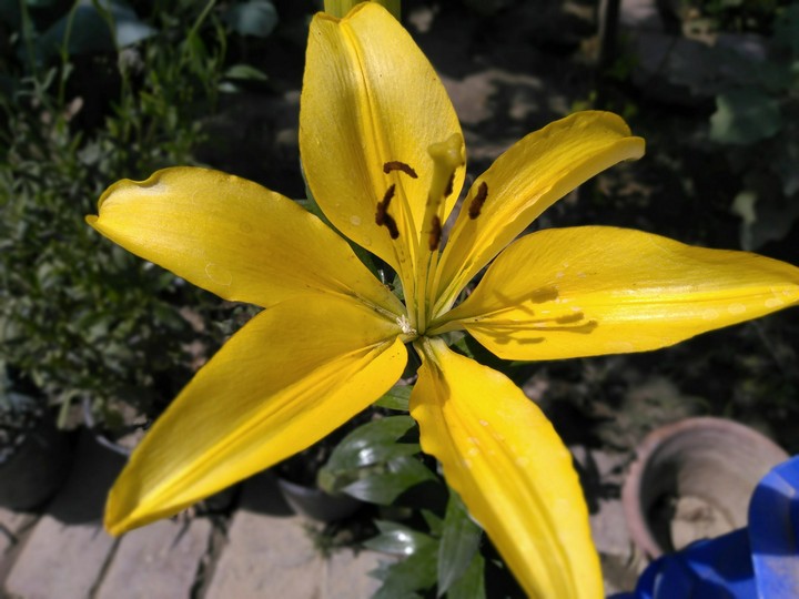 illum lily part 2