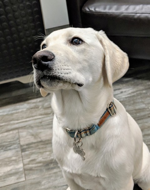 Duke at the vet