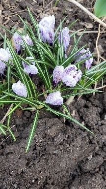 #reels #flowers #crocuses