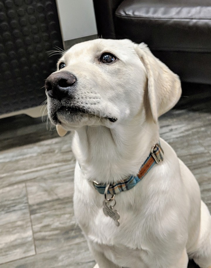 Duke at the vet