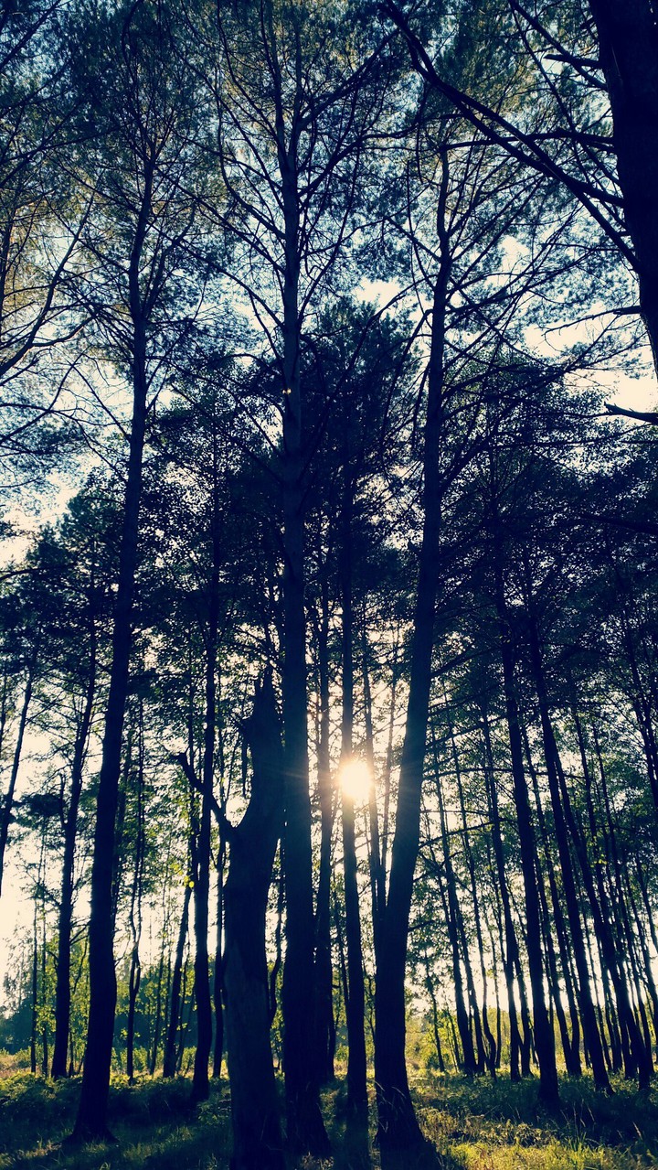 forest