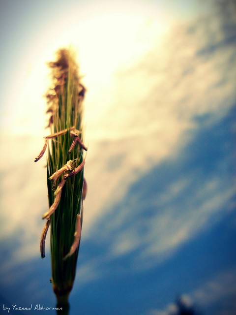 plant