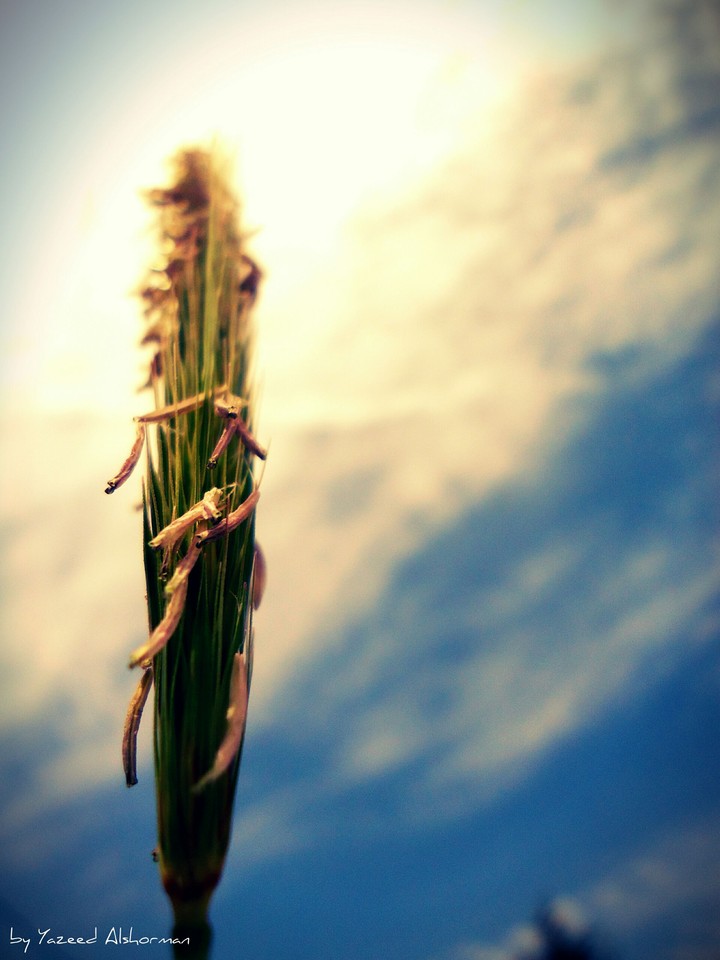 plant