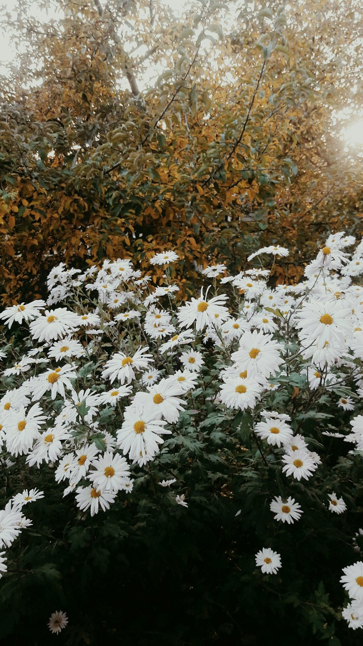 квіти осені