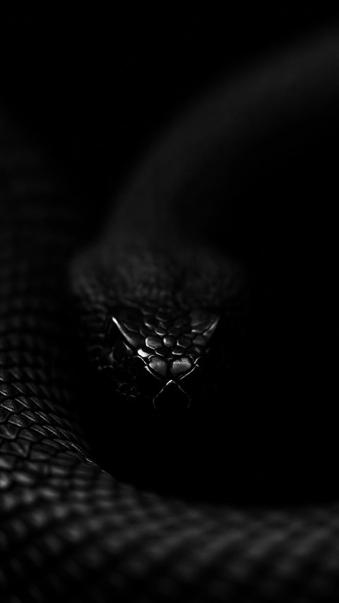 serpent, snakes वॉलपेपर
