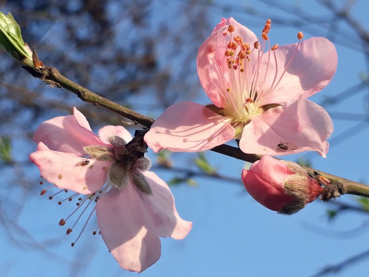 spring
