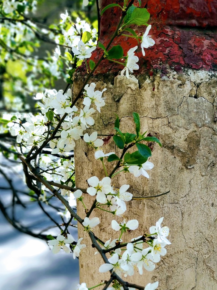 Spring is in the town