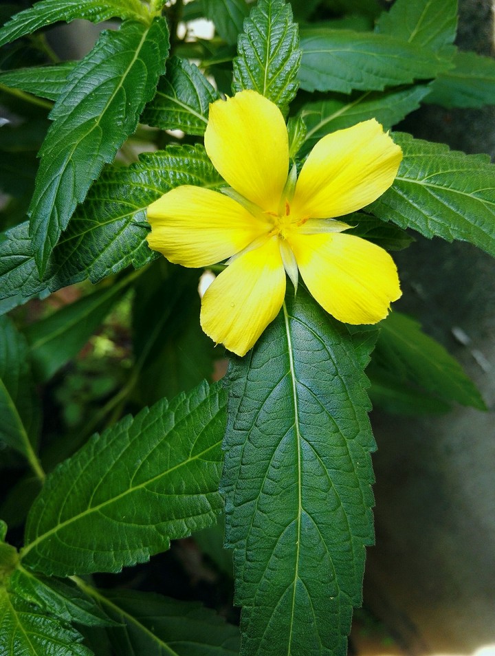 Yellow flower