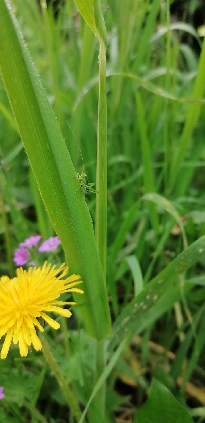 cricket