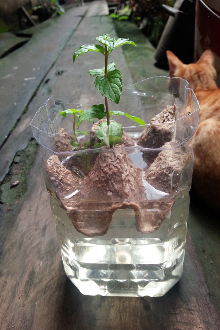 hydroponic mint