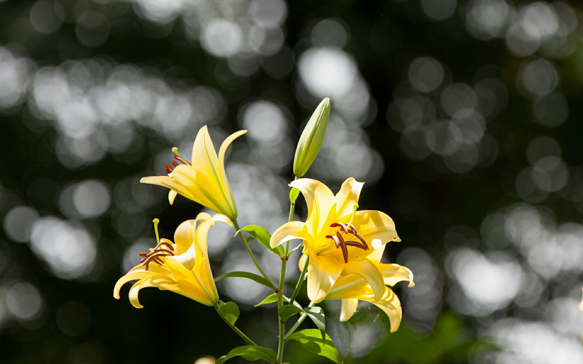 wildflower, spring wallpapers