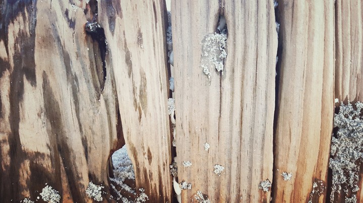 wooden with shells