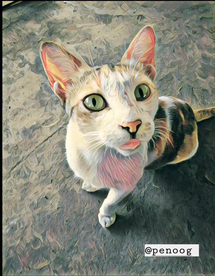 cutie cat