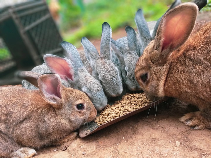 rabbits