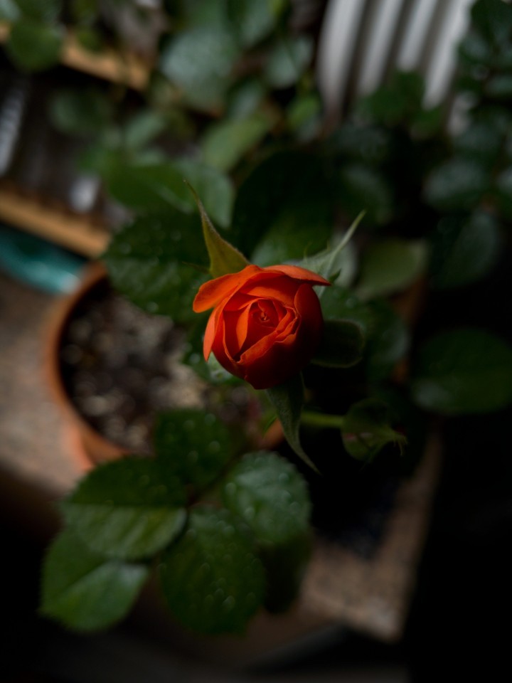 Rose