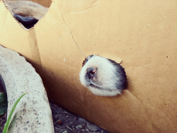 puppynose