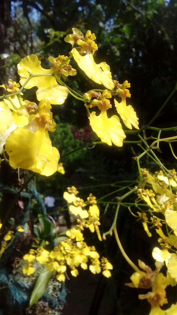 Orquídea Chuva de Ouro