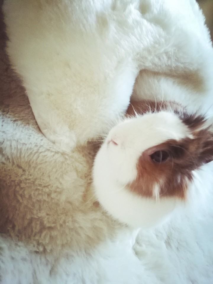 choutte