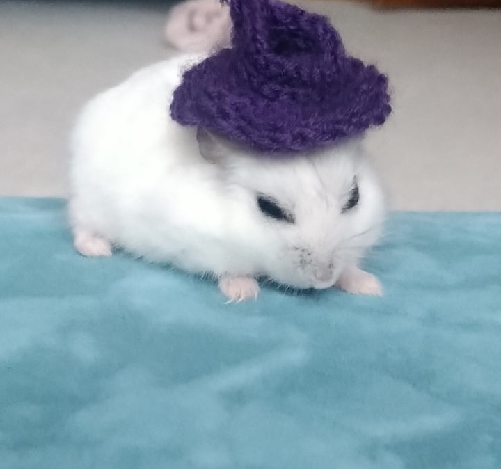 hamster