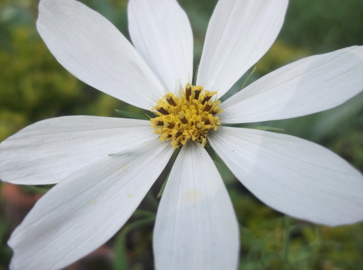 #fujifilm #flower