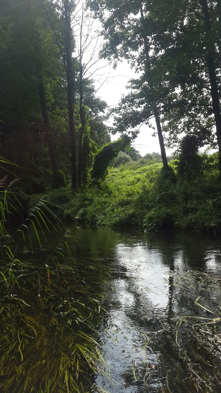 somewhere in the forest