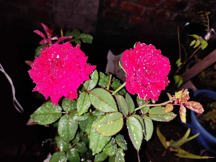 Rose