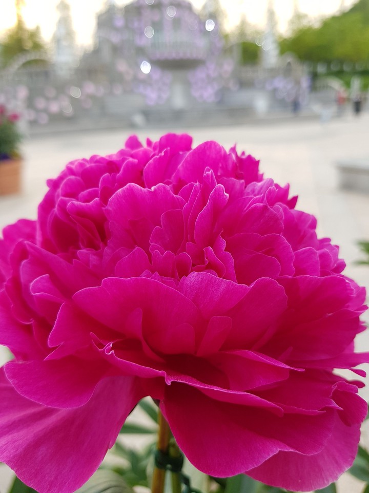 Pink flower