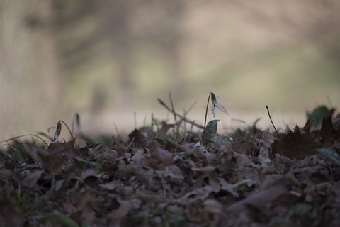 bucaneve-snowdrop