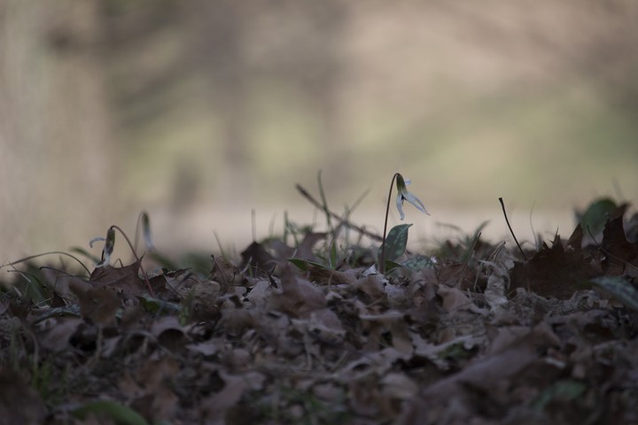 bucaneve-snowdrop