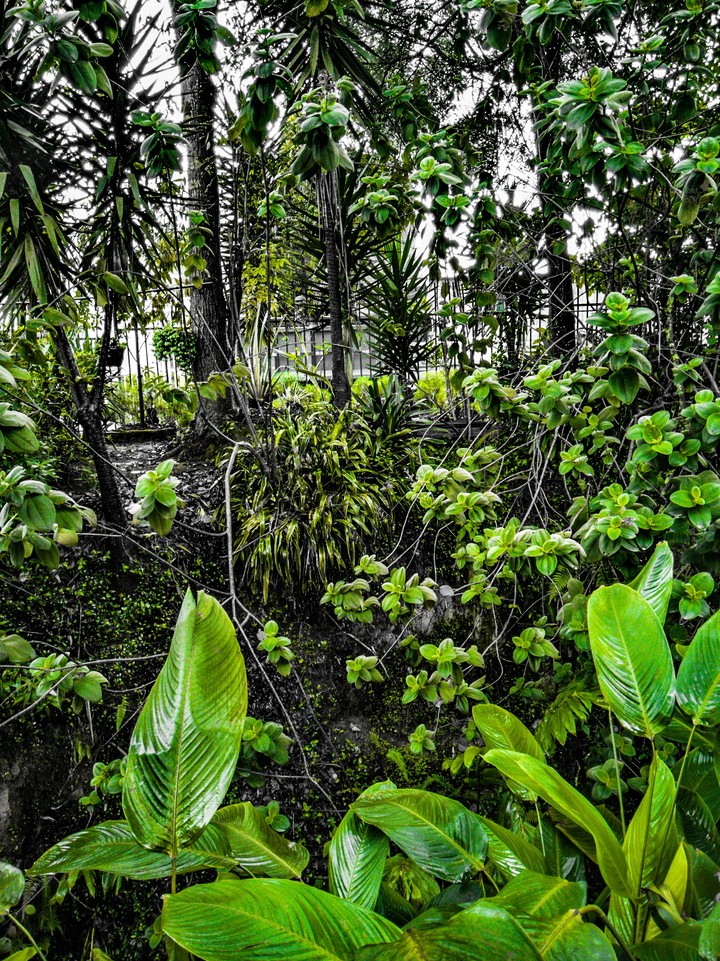 Green Nature