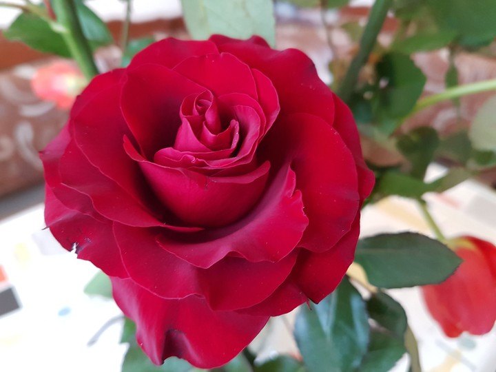 Red Rose