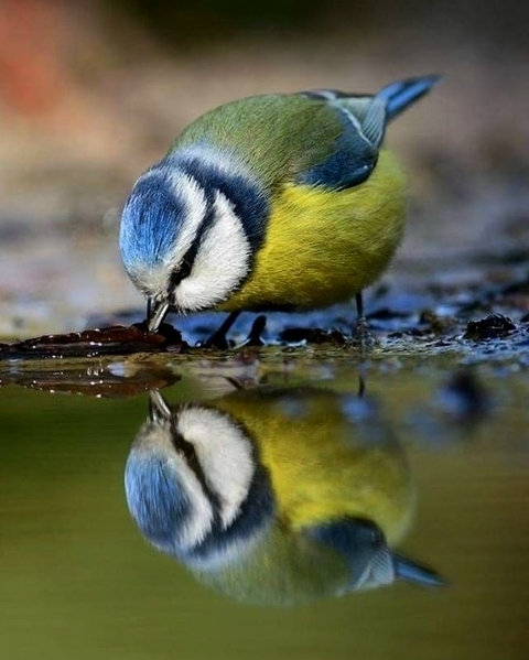 Tit, bird háttérképek