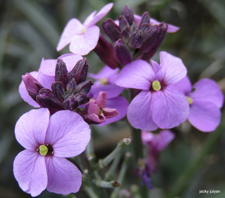 Purple Gathering