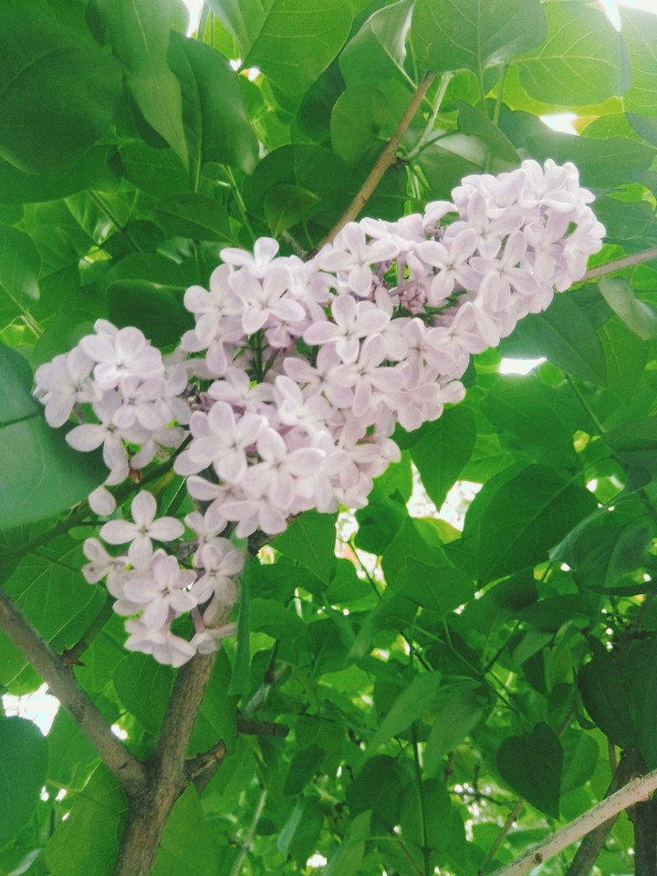 Flowers ✌️