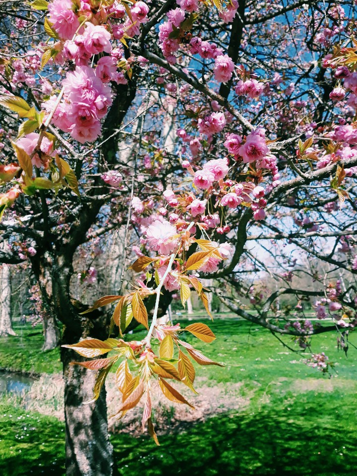 cerisier en fleurs / Cherry Blossom
