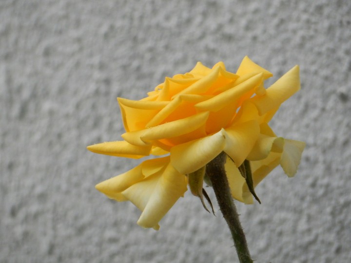 friendship rose