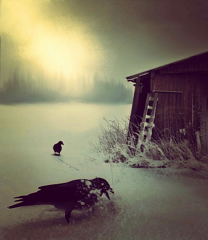 crows