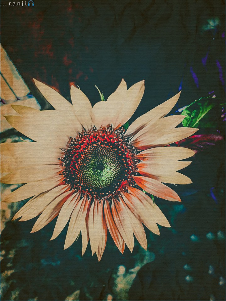 sunflower