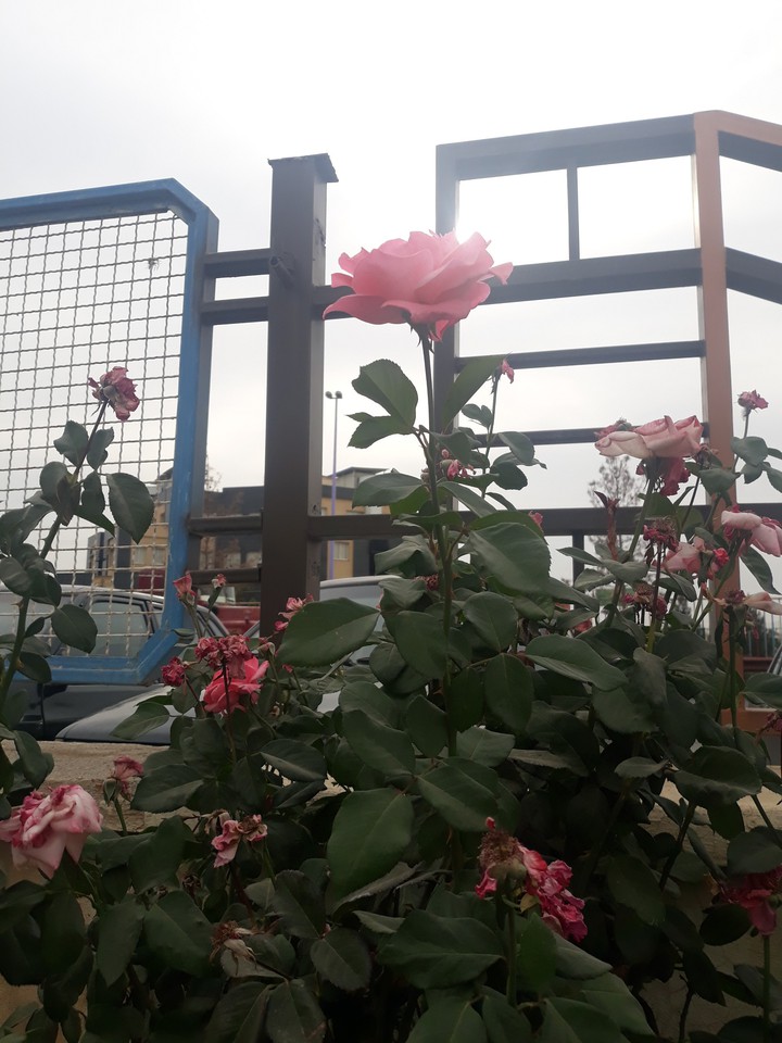 pink rose